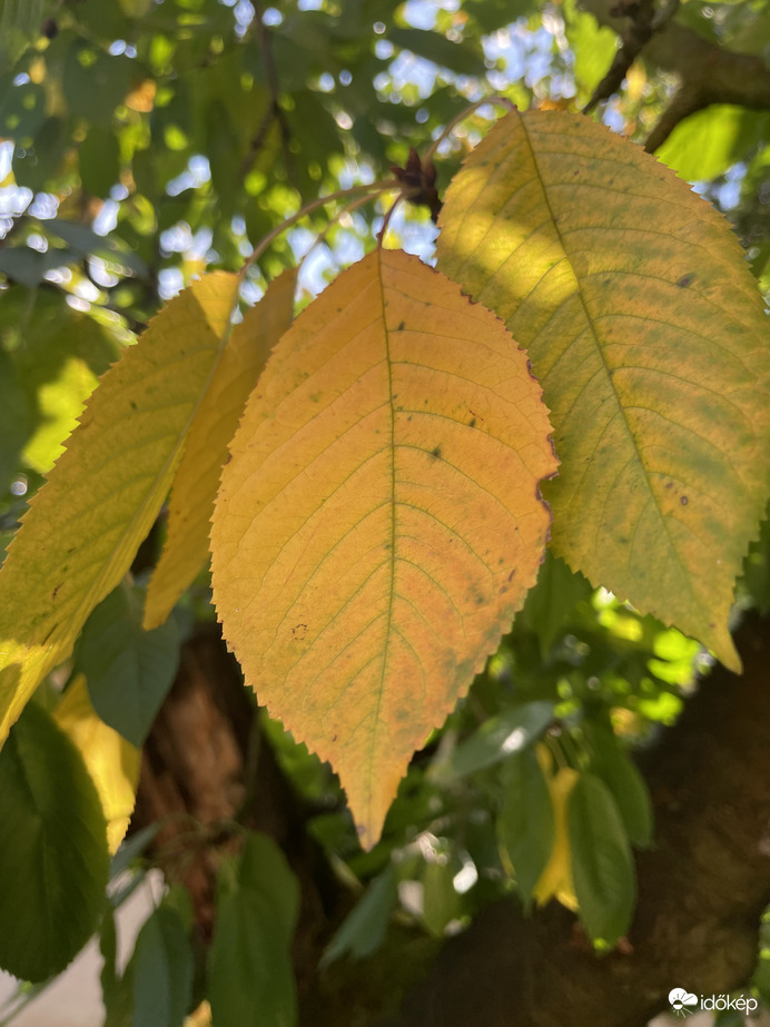 Itt van az ősz, itt van újra…