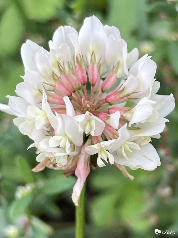 Az út széléről egy kis virág:)