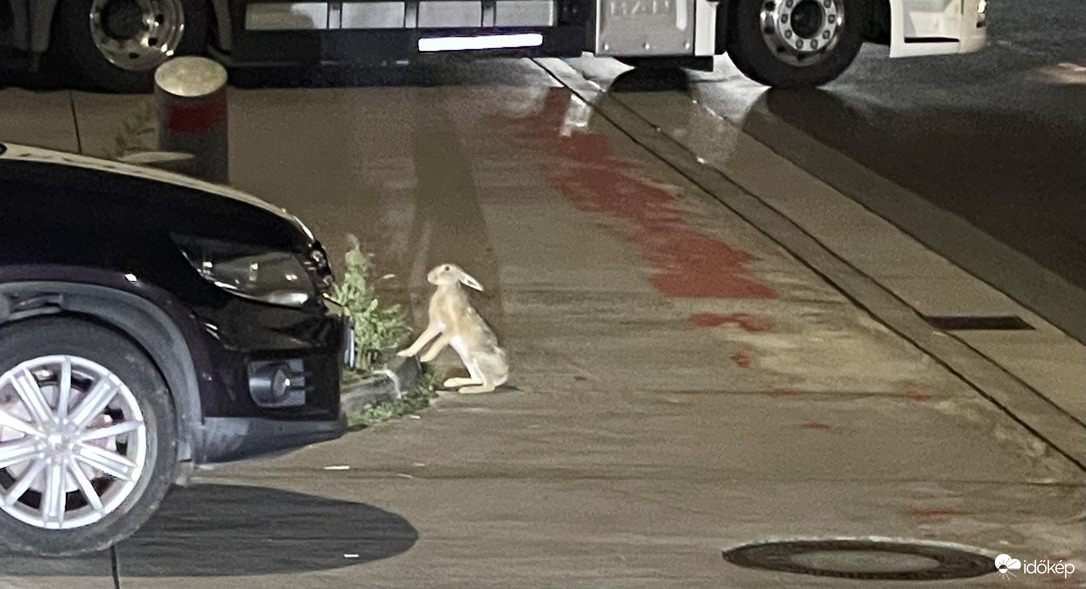 Nyuszi ül a…. Igen csak rossz helyen…:0 :)