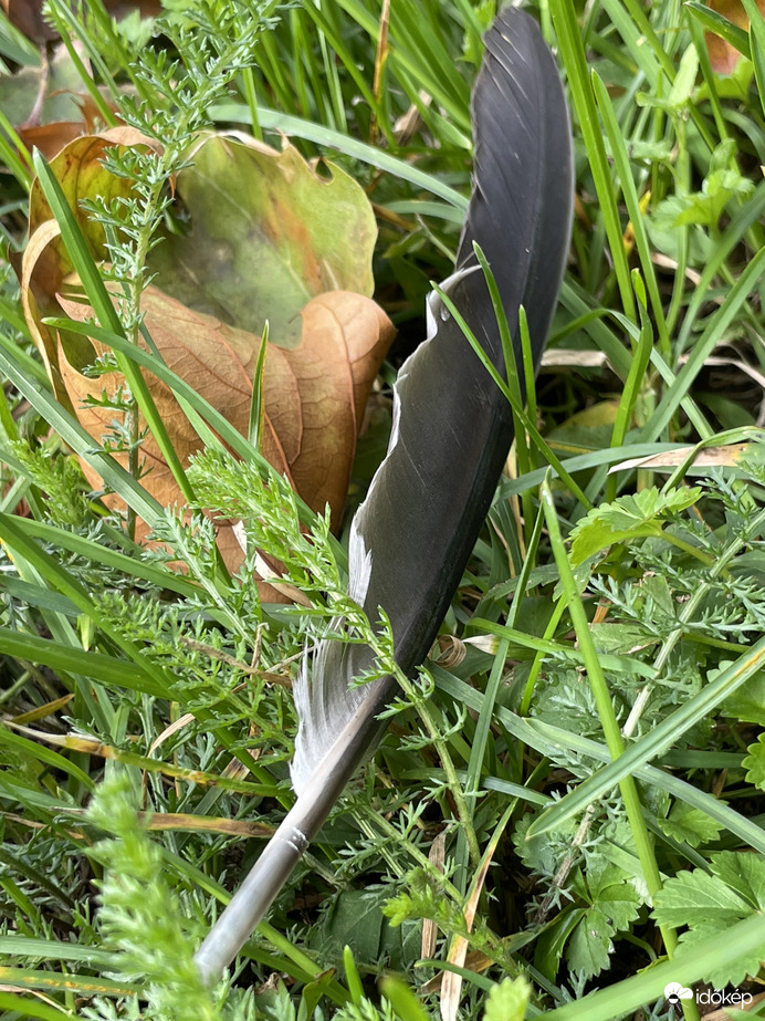 Csak úgy…mert tetszett! :)