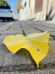 Lehull a levél…
