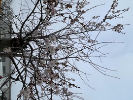 Különlegesség…:) 2025.12.11. Lyon