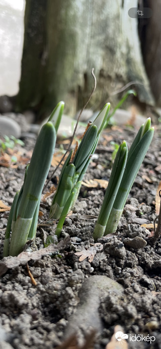 Nyíló hóvirág…