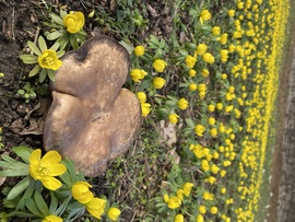 Ébredezik a természet:)