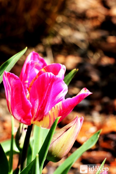 Tulipán