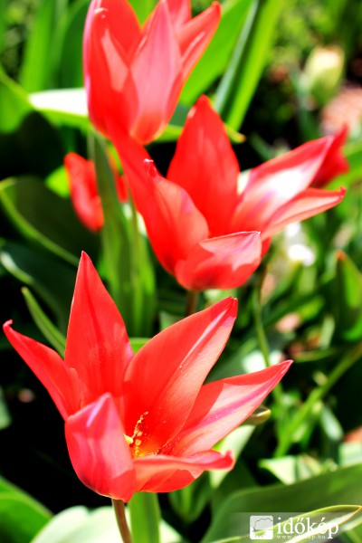 Tulipánok