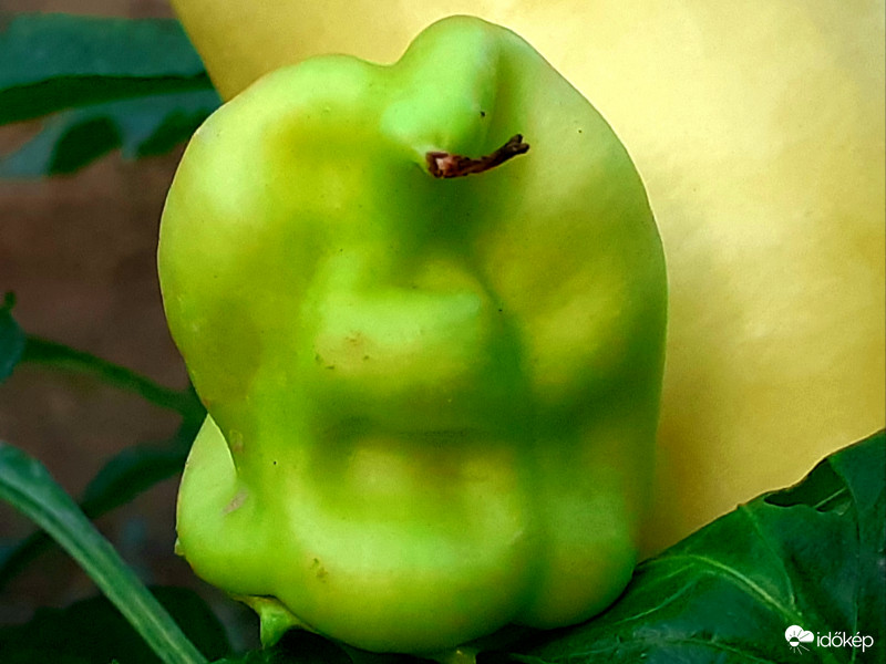 Paprika pofa