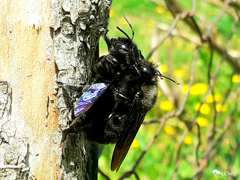 Tavaszi szerelem