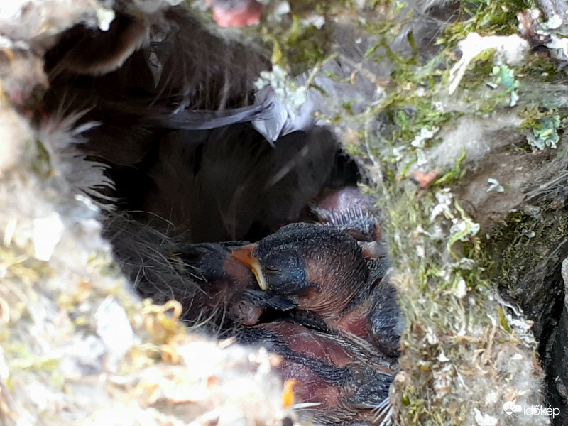 Barázdabillegető fiókák 1