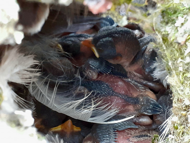 Barázdabillegető fiókák 2