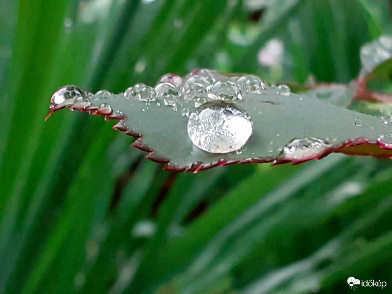 Tányéron kínált eső:))