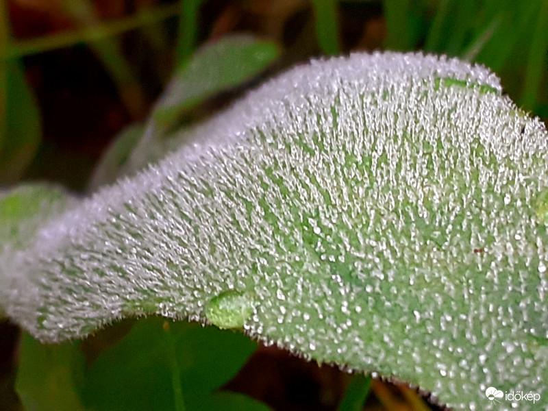 Májusi fagy 2 2020.05.13.