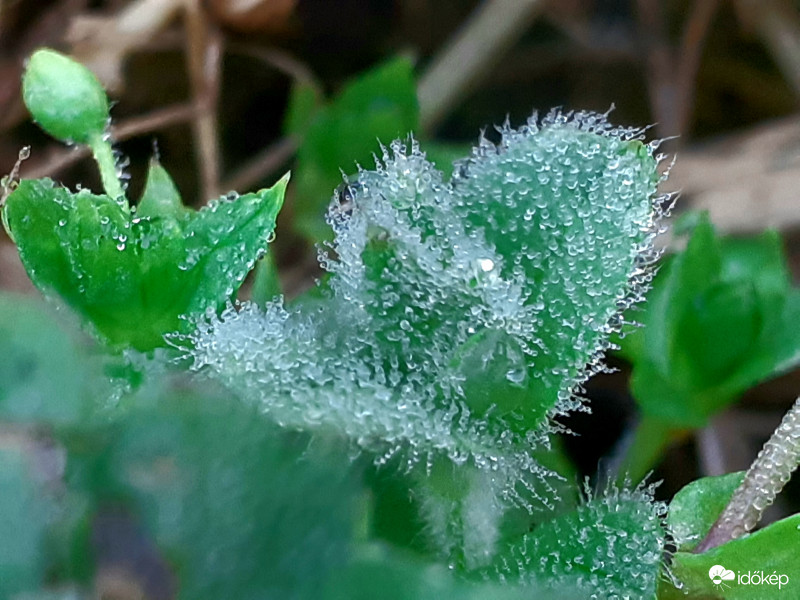 Májusi fagy 3 2020.05.13.