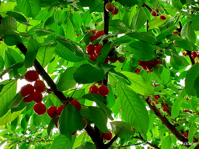 Már lehet kóstolgatni!:))