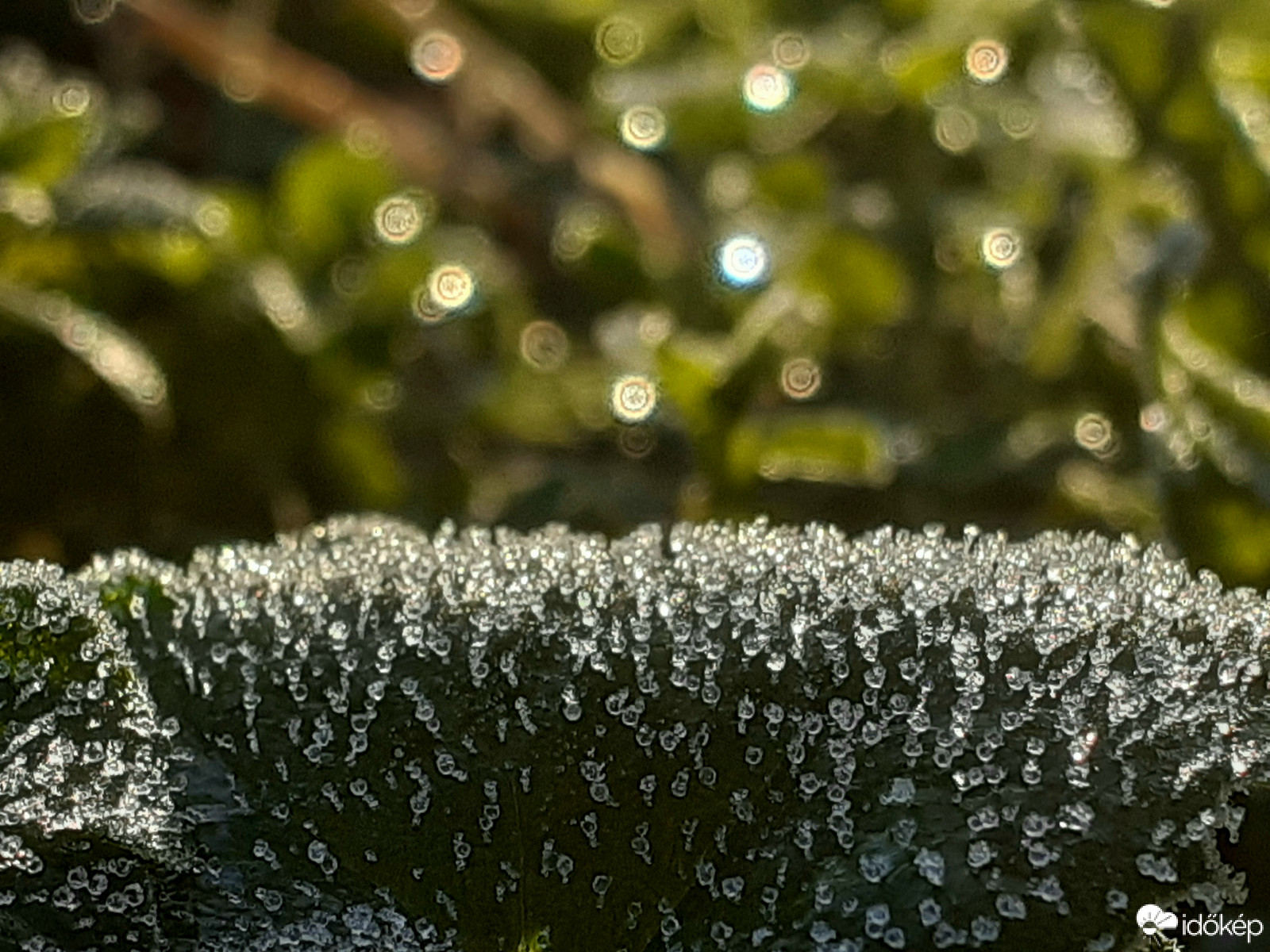 Faggyal érkező november 1.