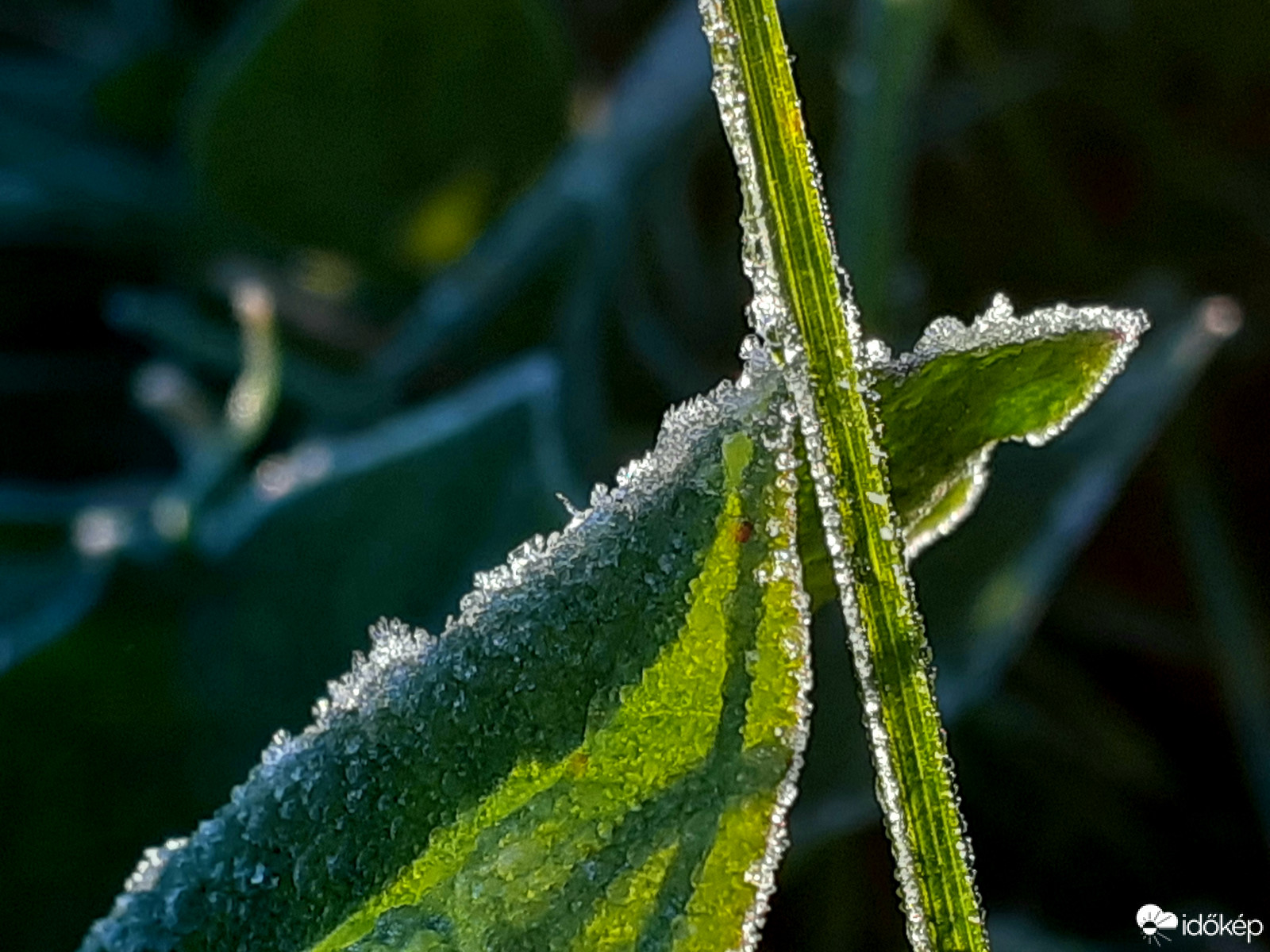 Faggyal érkező november 2.
