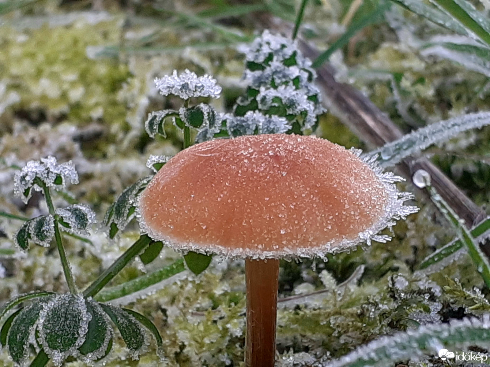 Neki sincs melege...:))