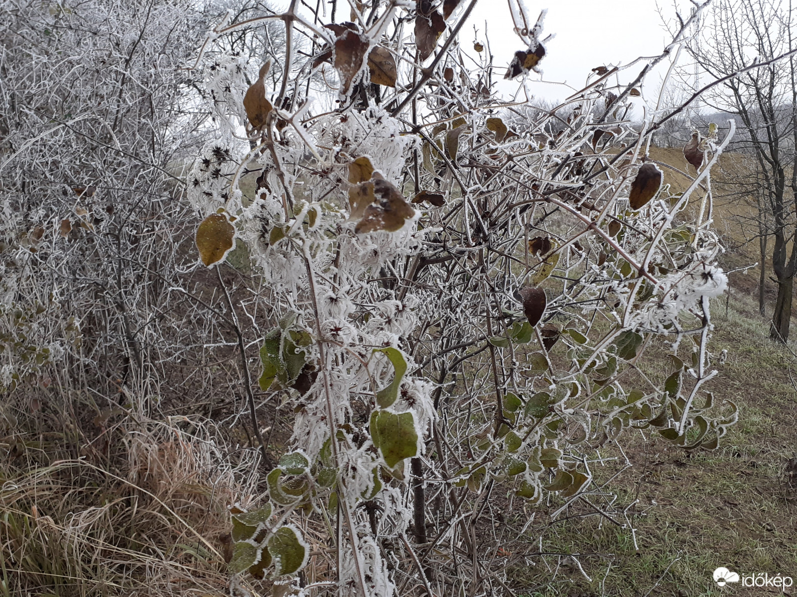 Zúzmara 2020.11.27. tszf. magasság 285 m