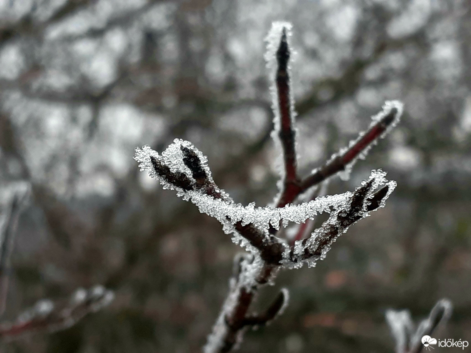 Zúzmara 2020.11.27. tszf. magasság 260 m