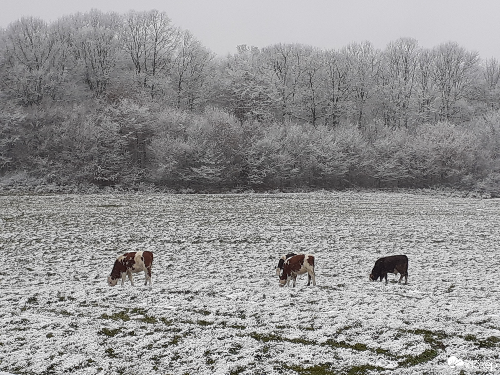 Tehenes téli táj :))