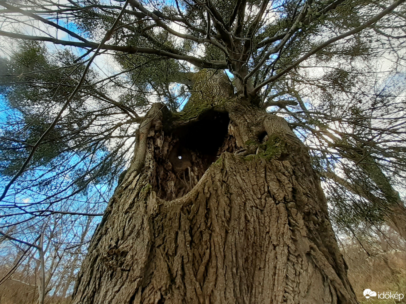 Faóriások a várkertben 4