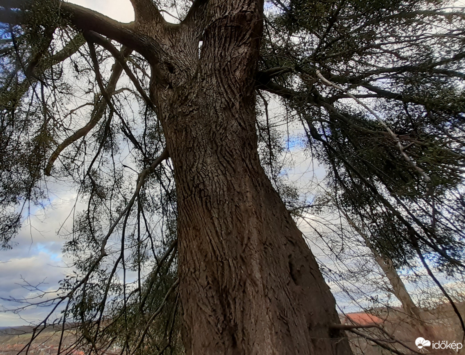 Faóriások a várkertben 3