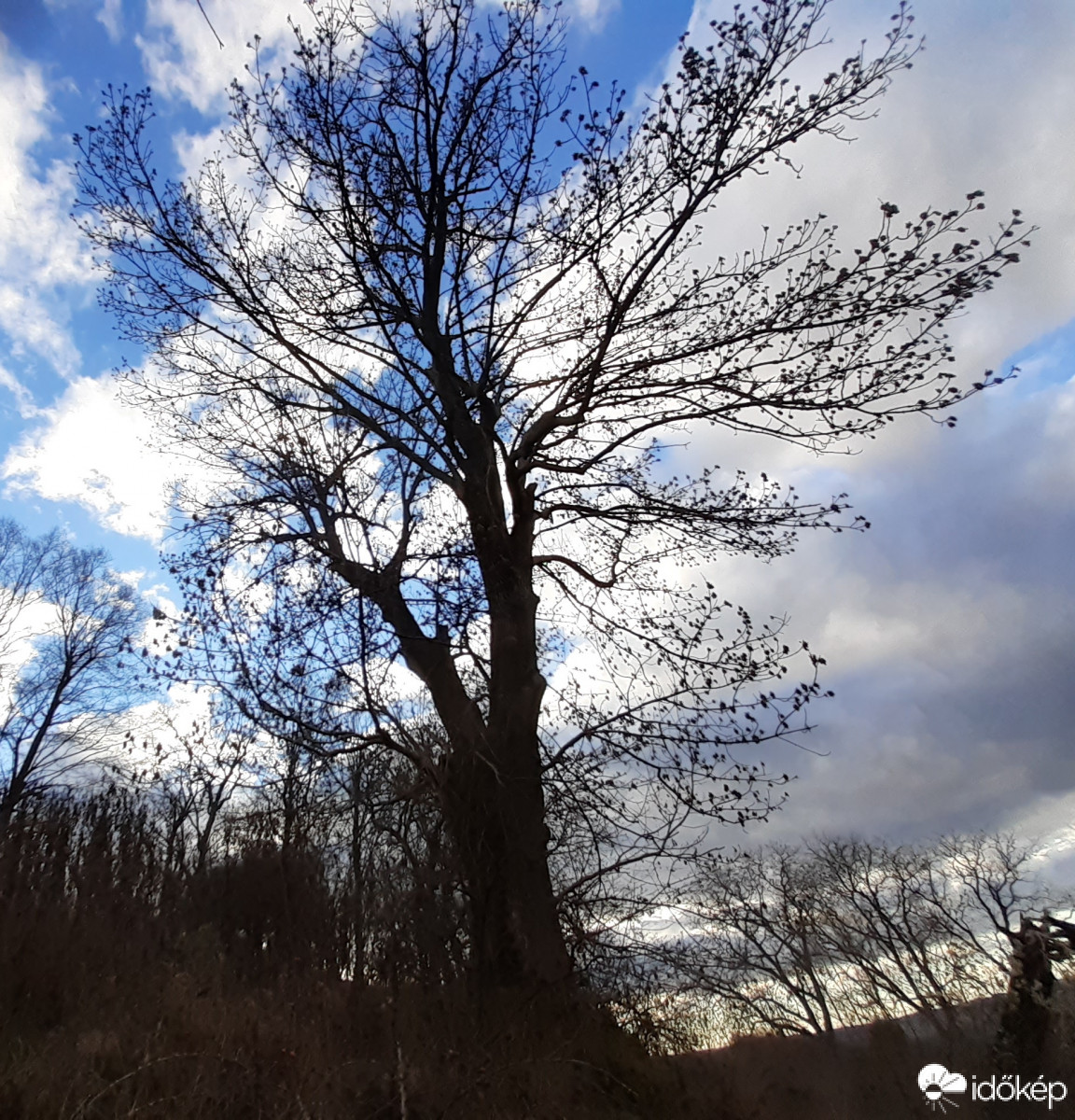 Faóriások a várkertben 1