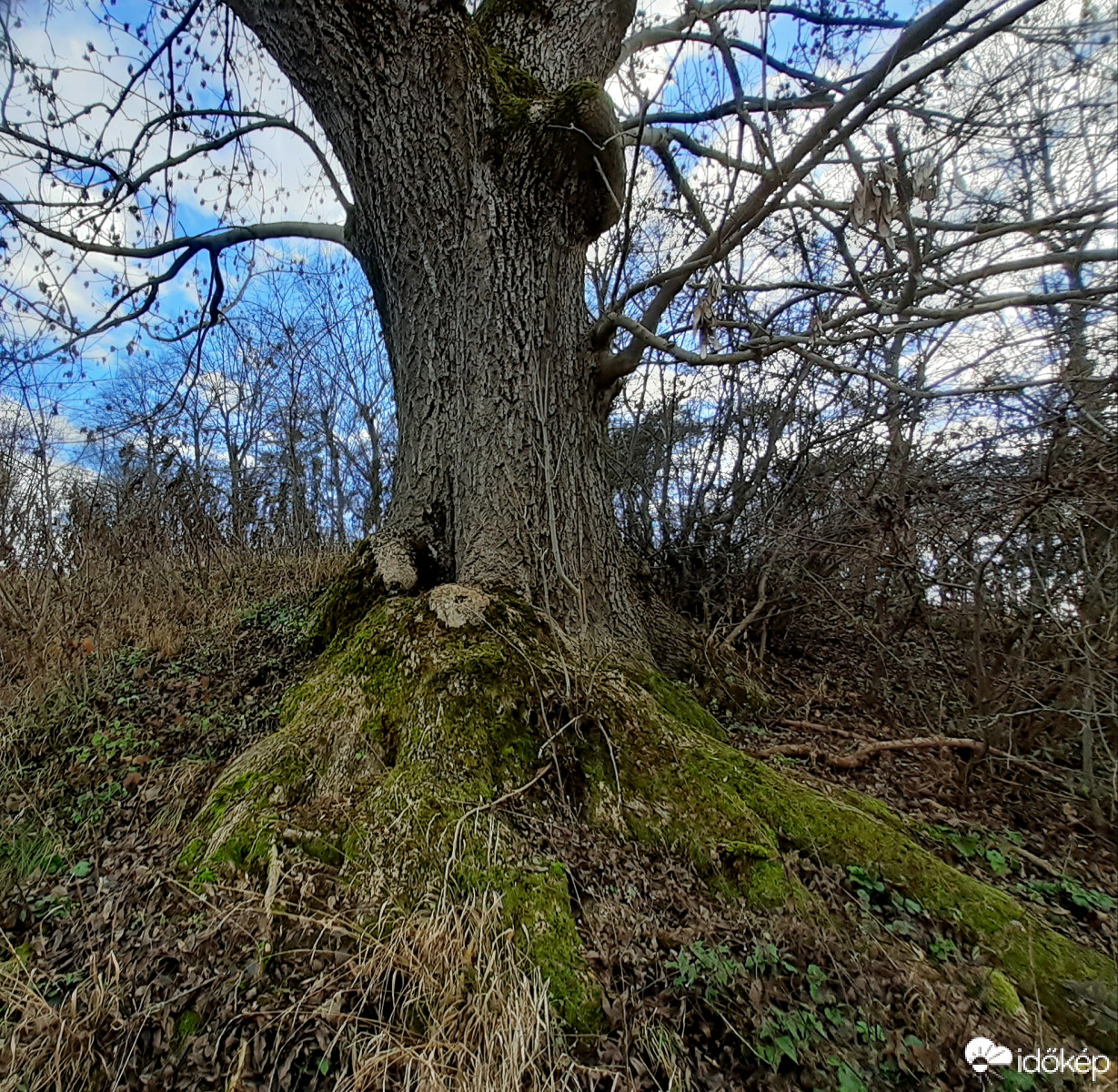 Faóriások a várkertben 2