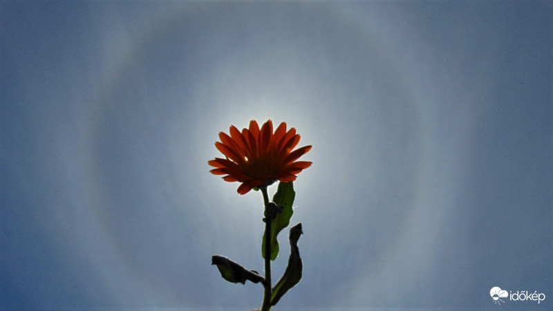 22 fokos halo - 2020.05.07.