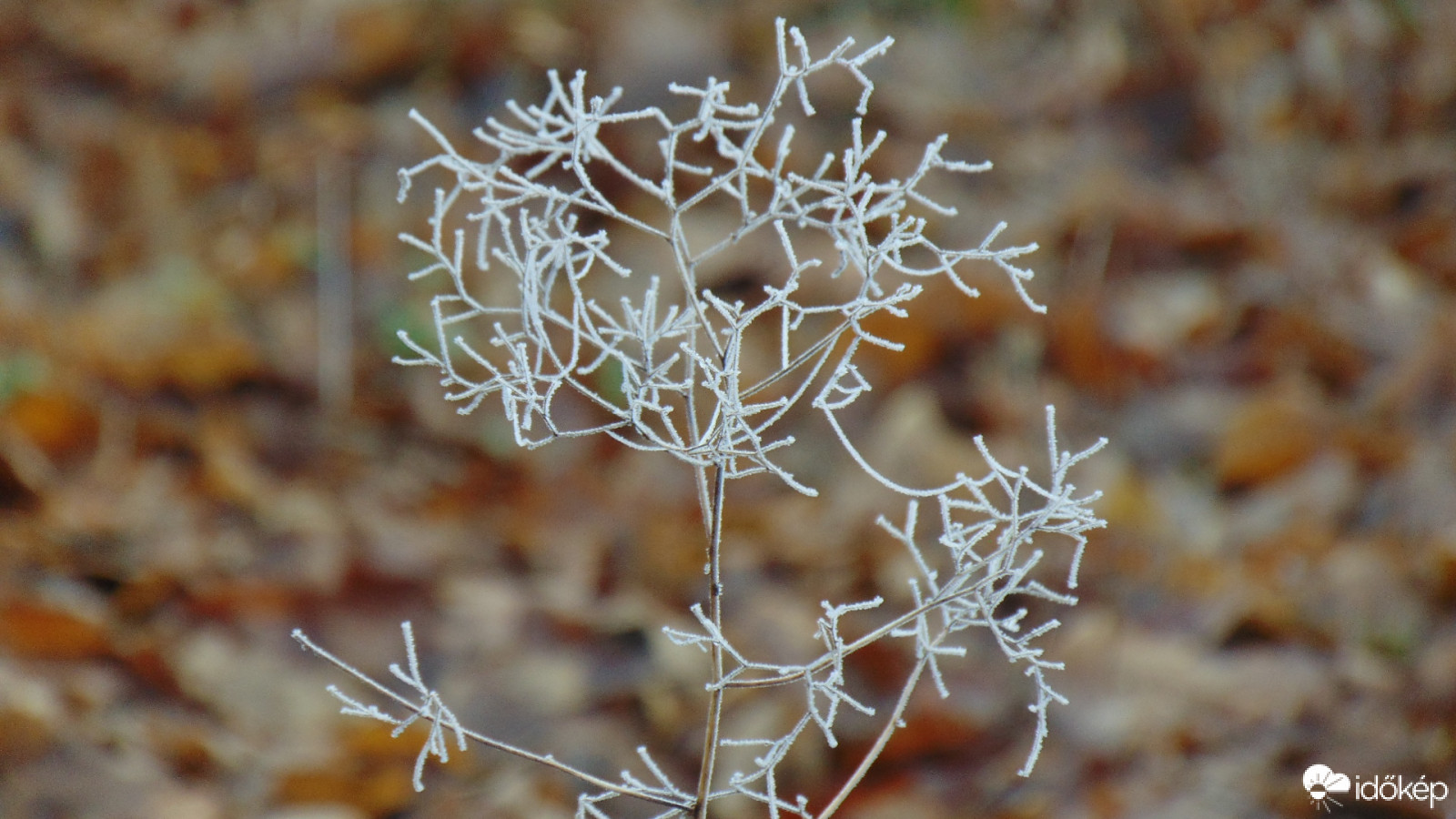 Csipke, az erdő dísze