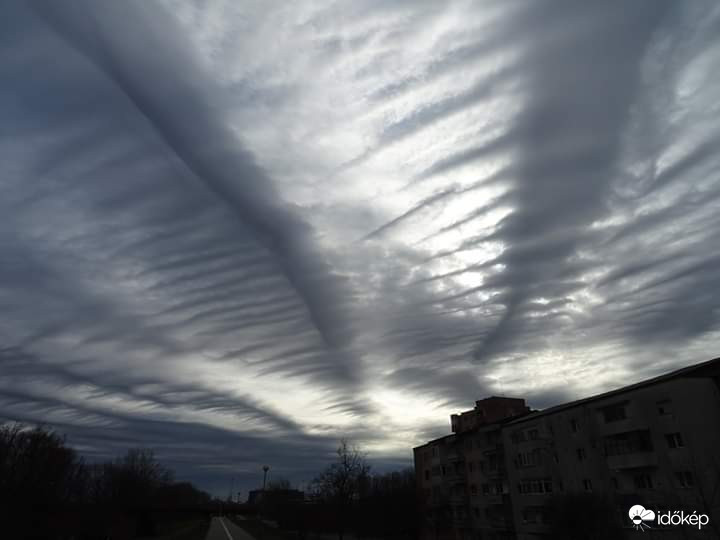 Undulatus3.