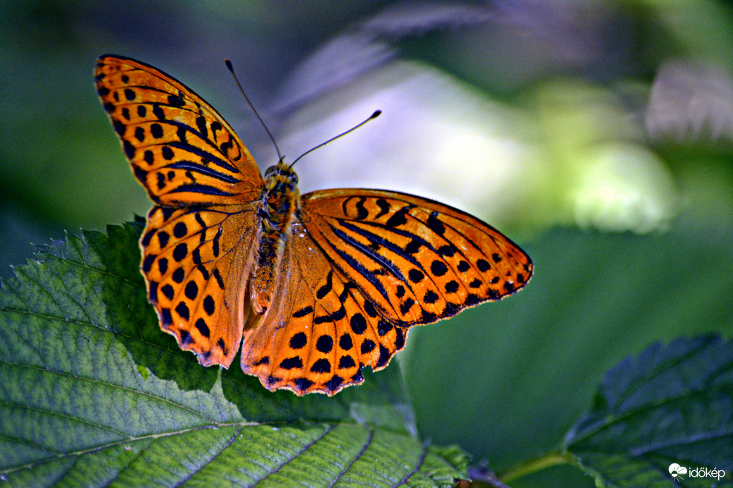Nagy gyöngyházlepke