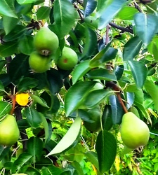 Balatonszepezd