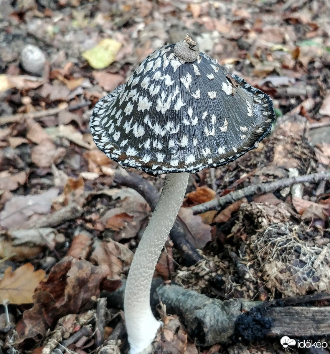 Kitűző a kalapon