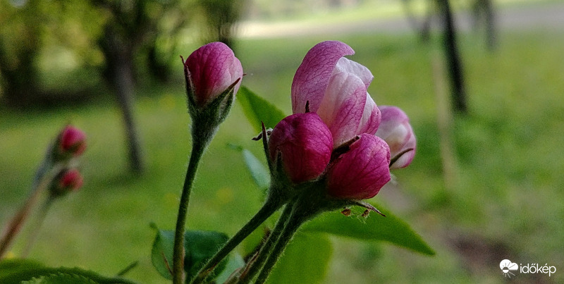 Almafa virága