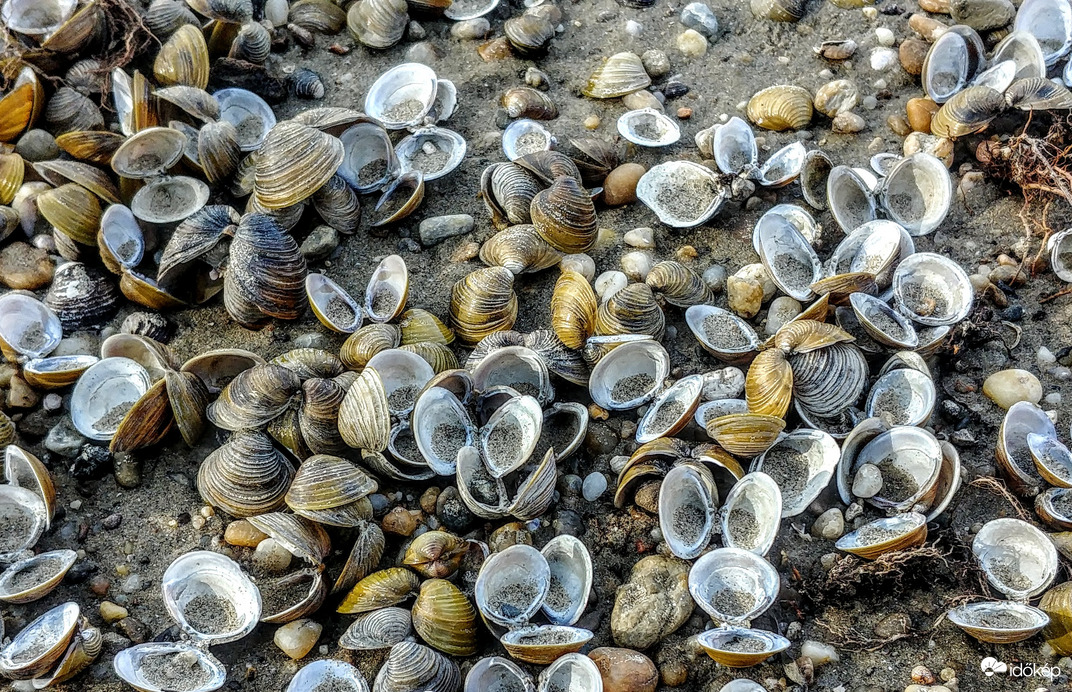 Dunaoarti ékességek