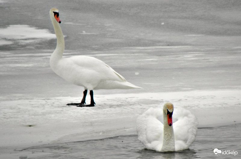 Kis-balaton 
