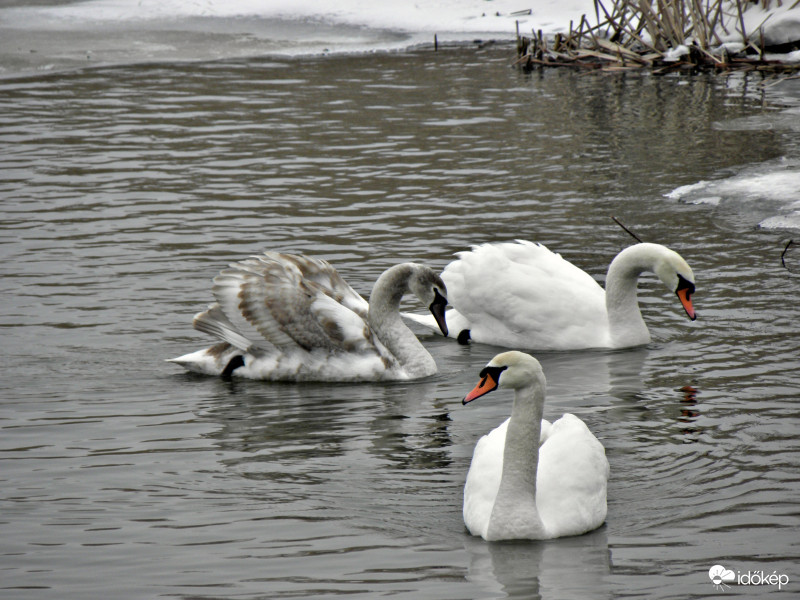 Kis-balaton 