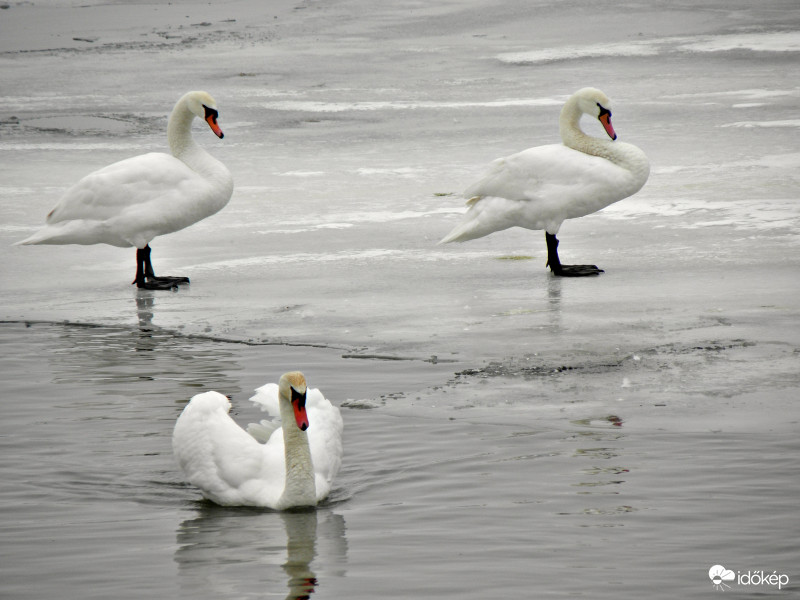 Kis-balaton 