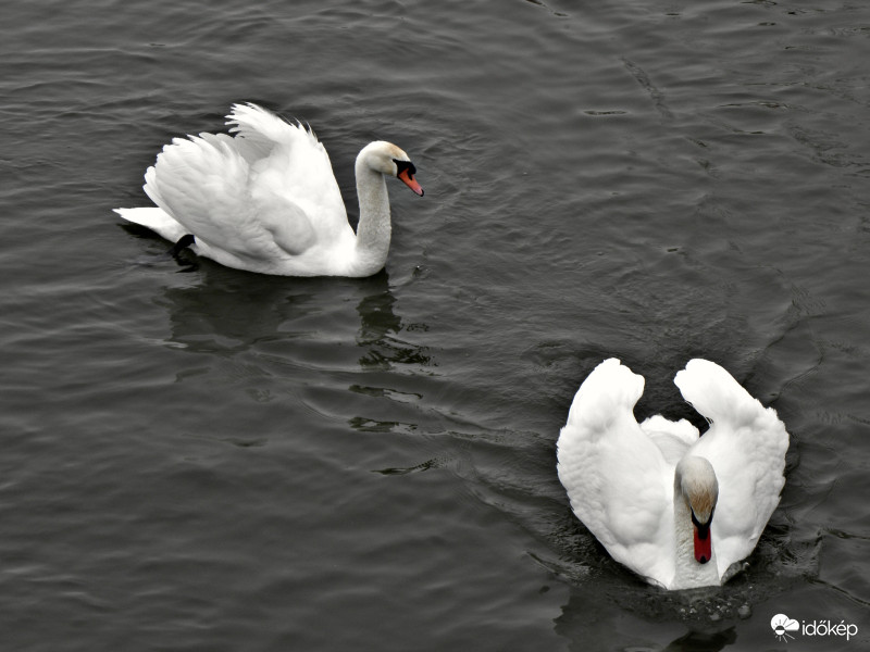 Kis-balaton 