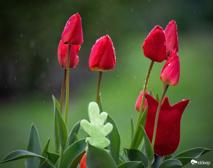 Esős - tulipános :) 