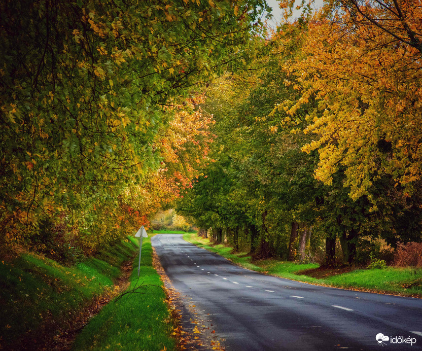 Sárguló falevelek, zöldellő fű :) ◉⁠‿⁠◉