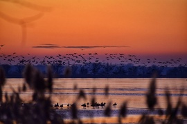 Fagyos reggeli aranyóra 