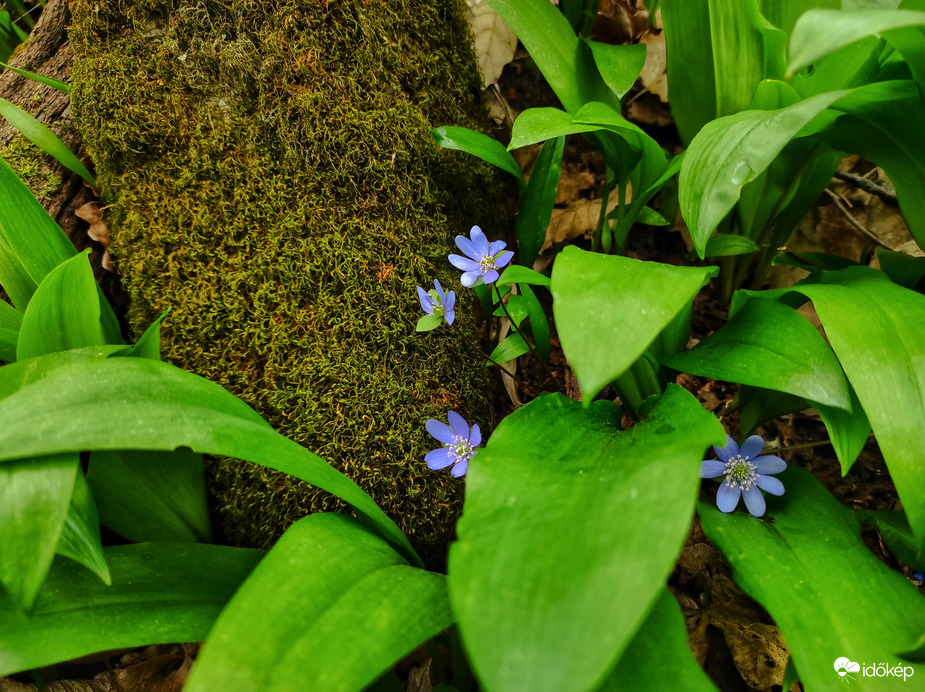 Medvehagyma 