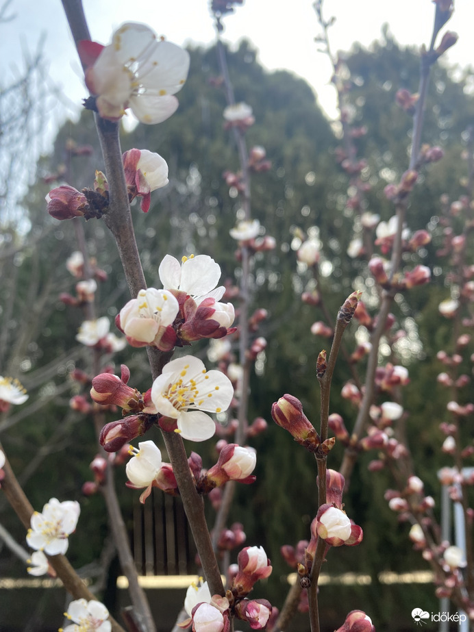 Barackfa virágzás