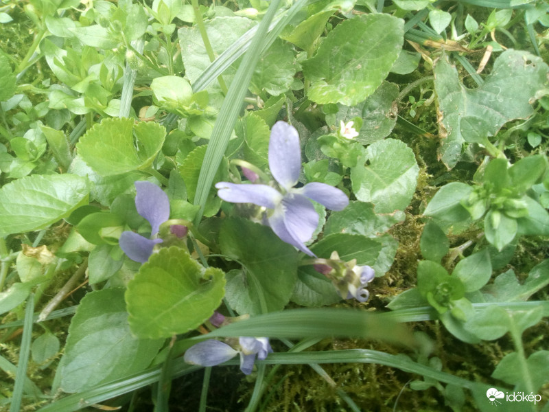 Ibolya.