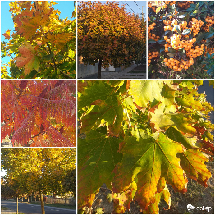 Dévaványán is színesesdőben