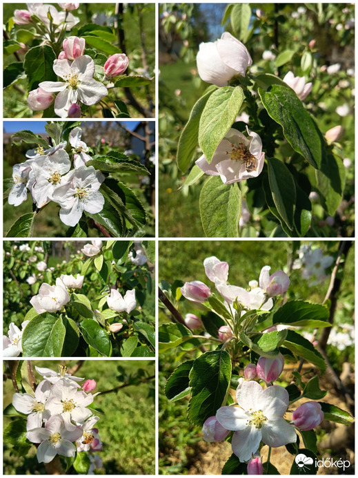 Virágzó birs és almafák Dévaványa 