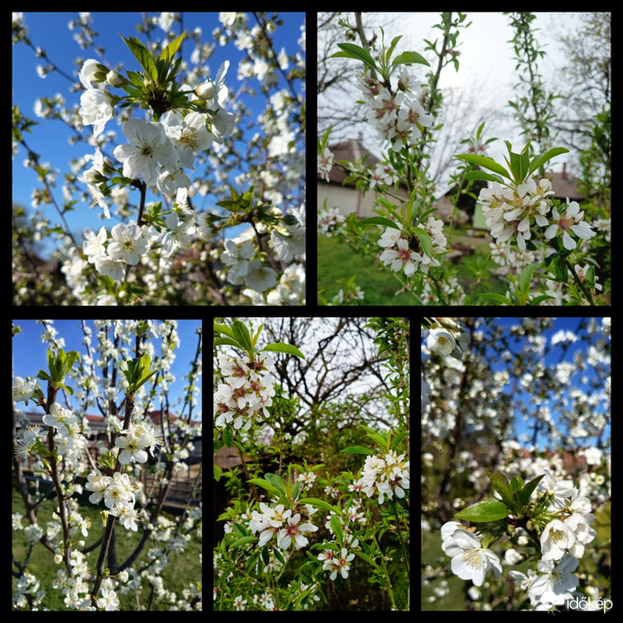 Virágzó gyümölcsfák Dévaványa 