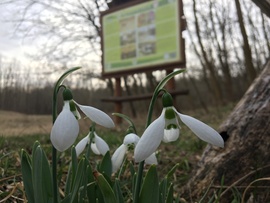 Pótharaszti-Sétaerdő